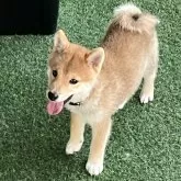 豆柴
