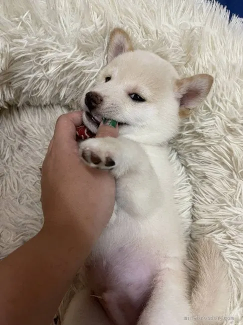 ID：2108-01701の子犬