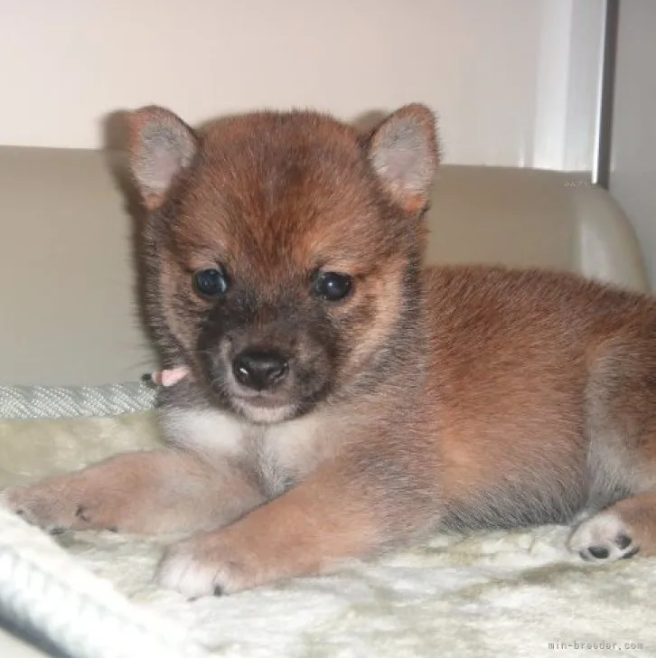 ID：2308-04094の子犬