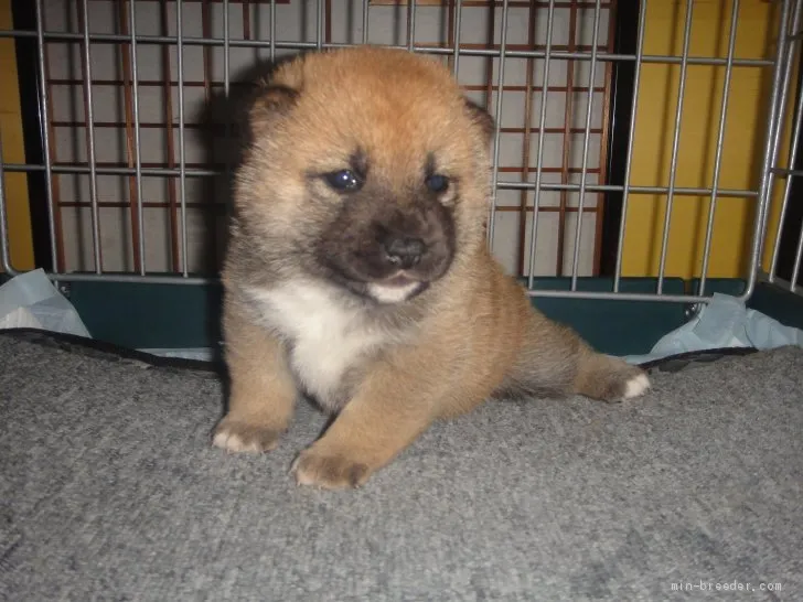 ID:2004-01622の子犬