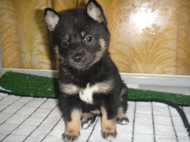 ID：2112-03079の子犬