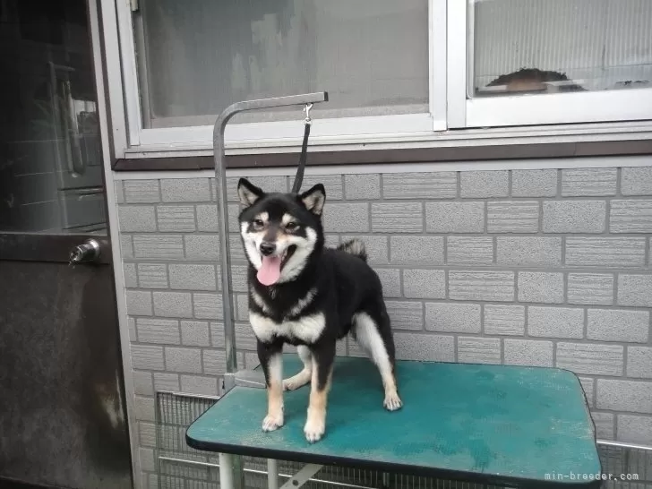 メロン 様のお迎えした子犬