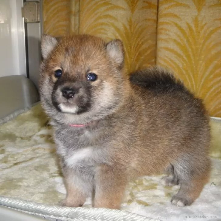 ID:2312-01499の子犬