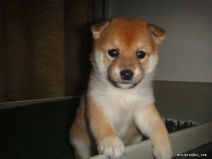 ID:2010-00603の子犬