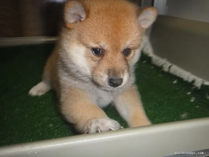ID:2010-00605の子犬