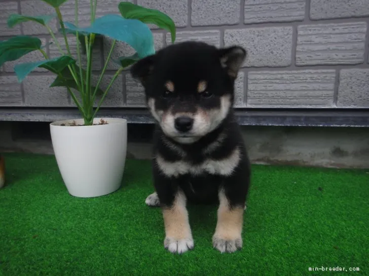 ID：1906-01117の子犬