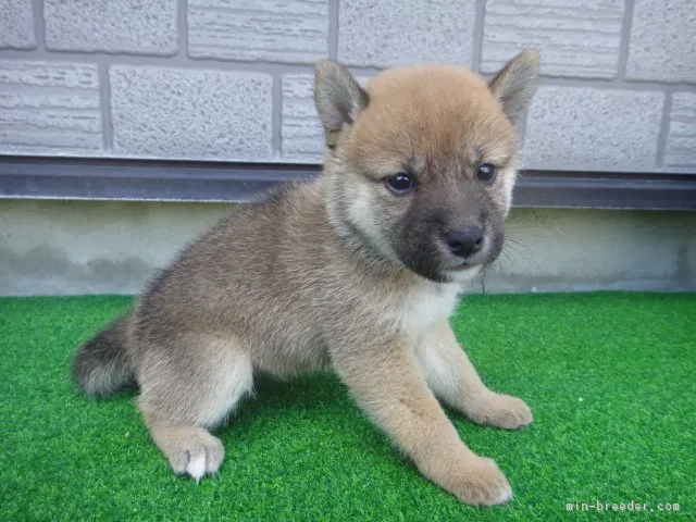 ID:1808-01661の子犬