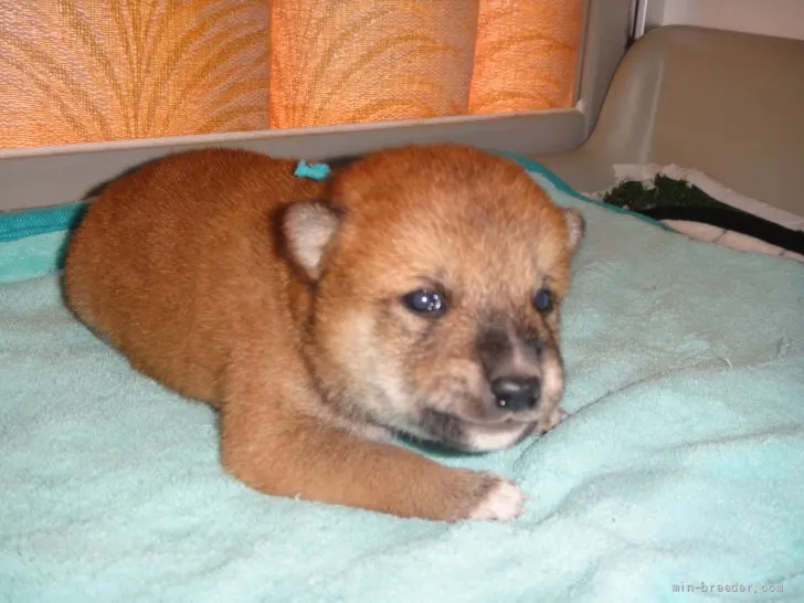 T・Y 様のお迎えした子犬