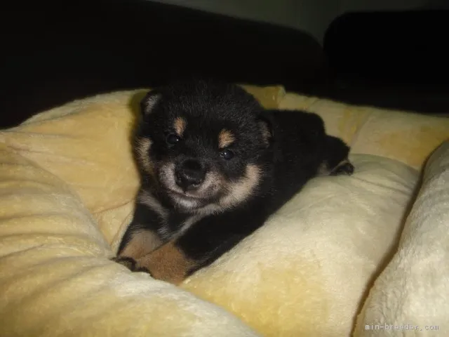 ID:1805-02585の子犬