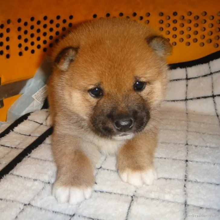 ID:2212-03396の子犬
