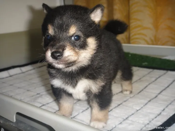 みききよ 様のお迎えした子犬