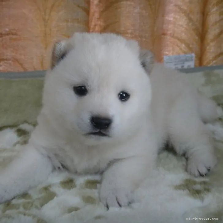 ID:2302-03997の子犬