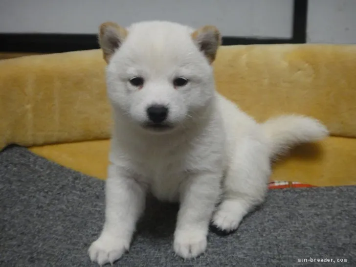 ID:1912-00981の子犬