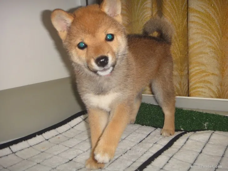 ID：2106-01828の子犬