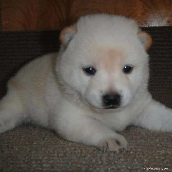 N.K 様のお迎えした子犬