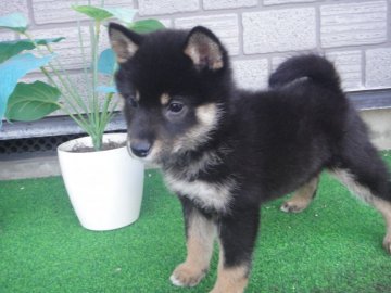 柴犬(標準サイズ)【富山県・女の子・2020年10月3日・小振り黒柴】の写真「タヌキ顔でコントラスの良い豆柴サイズ予想の黒柴」