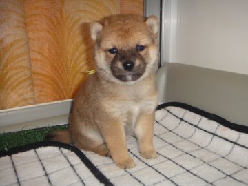 柴犬(豆柴)【富山県・男の子・2020年11月29日・赤】の写真「両親豆柴認定犬で、黒の部分も明るく綺麗になる赤柴」