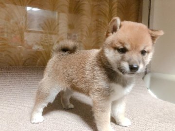 柴犬(豆柴)【富山県・女の子・2022年6月5日・赤】の写真「両親豆柴認定犬で目が可愛く明るい赤の綺麗な赤豆柴」