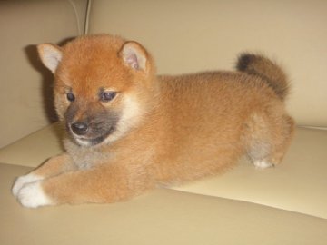 柴犬(標準サイズ)【富山県・男の子・2019年6月30日・赤】の写真「両親豆柴認定犬で小振り予想の柴」
