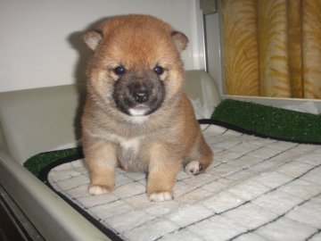 柴犬(豆柴)【富山県・男の子・2021年2月6日・赤】の写真「両親豆柴認定犬で、黒の部分も明るく綺麗になる赤柴」