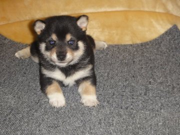 柴犬(豆柴)【富山県・女の子・2019年11月10日・黒豆柴】の写真「タヌキ顔でコントラスの良い豆柴サイズ予想の黒柴」