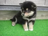 柴犬(標準サイズ)【富山県・女の子・2019年1月21日・コントランスの綺麗な可愛い黒柴】の写真1「3月6日撮影」
