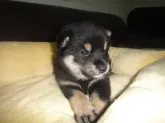 柴犬(標準サイズ)【富山県・男の子・2018年4月30日・コントランストの綺麗な黒柴】の写真2「5月29日撮影」
