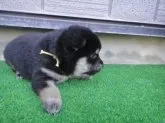 柴犬(標準サイズ)【富山県・男の子・2019年4月21日・黒】の写真2「５月11日撮影」