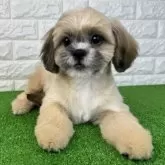 シーズー【大阪府・女の子・2025年6月7日・ゴールド】の写真4