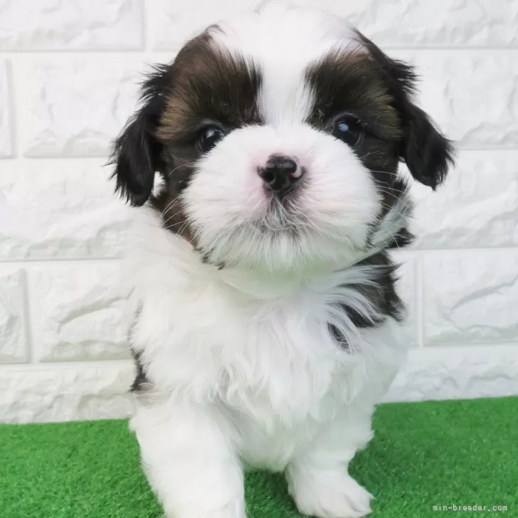 ID:2502-03633の子犬