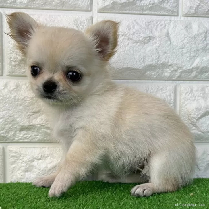 チワワ(ロング)【大阪府・男の子・2025年9月30日・クリーム】の写真1