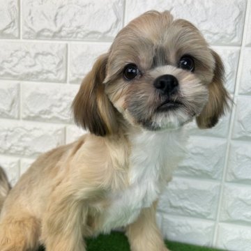 シーズー【大阪府・男の子・2025年6月7日・ゴールド】の写真「画像・動画更新しました🐶」