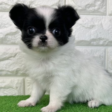 チワワ(ロング)【大阪府・女の子・2025年11月12日・ホワイト&ブラック】の写真「キュートな女の子！」