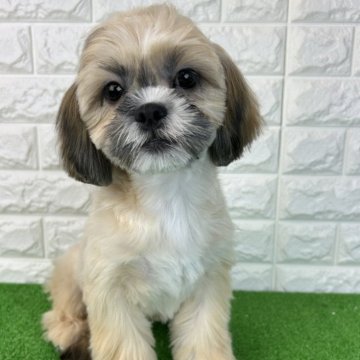 シーズー【大阪府・女の子・2025年6月7日・ゴールド】の写真「トップ画像更新しました！2025/9/27」