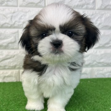 シーズー【大阪府・女の子・2025年9月4日・ホワイト&ゴールド】の写真「いよいよデビュー!次女ちゃん💕」