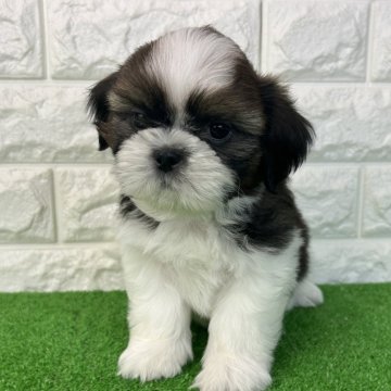 シーズー【大阪府・男の子・2025年9月4日・ホワイト&ゴールド】の写真「いよいよデビュー!次男くん💕」