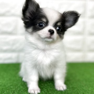 チワワ(ロング)【大阪府・男の子・2025年5月6日・ブルー&タン、ホワイト】の写真「鼻ペチャ、短足！」