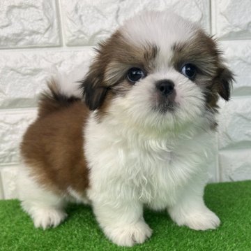 シーズー【大阪府・男の子・2025年9月4日・ホワイト&ゴールド】の写真「いよいよデビュー！三男くん💕」