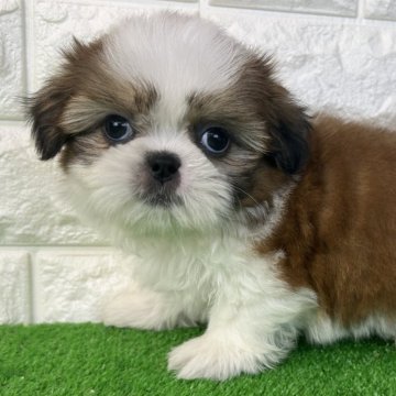 シーズー【大阪府・男の子・2025年9月4日・ホワイト&ゴールド】の写真「いよいよデビュー!三男くん💕」