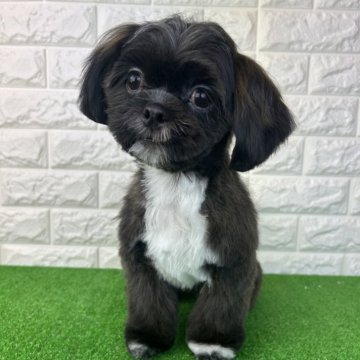 シーズー【大阪府・女の子・2025年6月7日・ブラウン】の写真「画像・動画更新しました🐶」