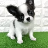 チワワ(ロング)【大阪府・女の子・2025年5月6日・ブルー、ホワイト】の写真1