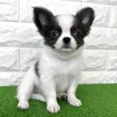 チワワ(ロング)【大阪府・女の子・2025年5月6日・ブルー、ホワイト】の写真7