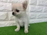 チワワ(ロング)【大阪府・男の子・2025年9月30日・クリーム】の写真7