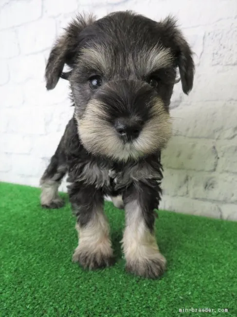 ID:2106-01929の子犬