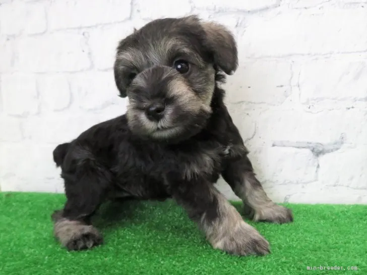 ID：2010-02090の子犬