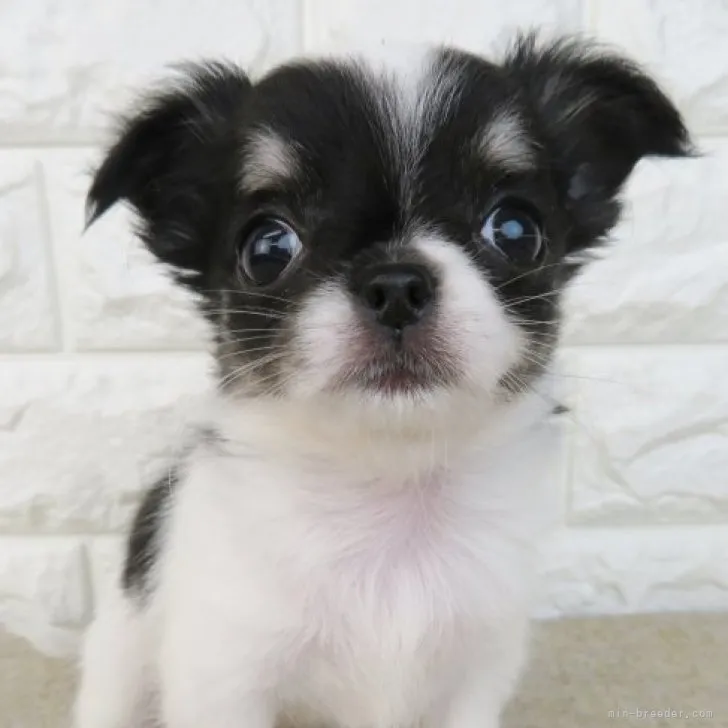 ID：2306-02964の子犬
