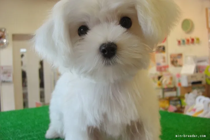 ID：1611-01344の子犬