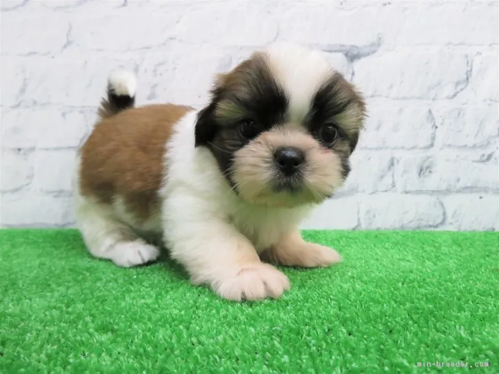 ID：1901-01929の子犬