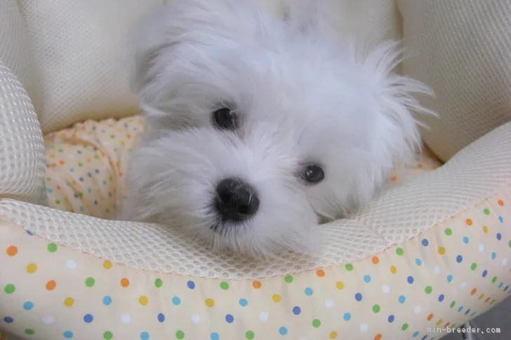 ID:1707-00204の子犬