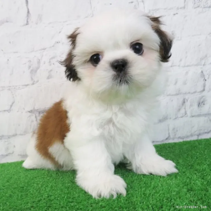 ID:2301-03467の子犬